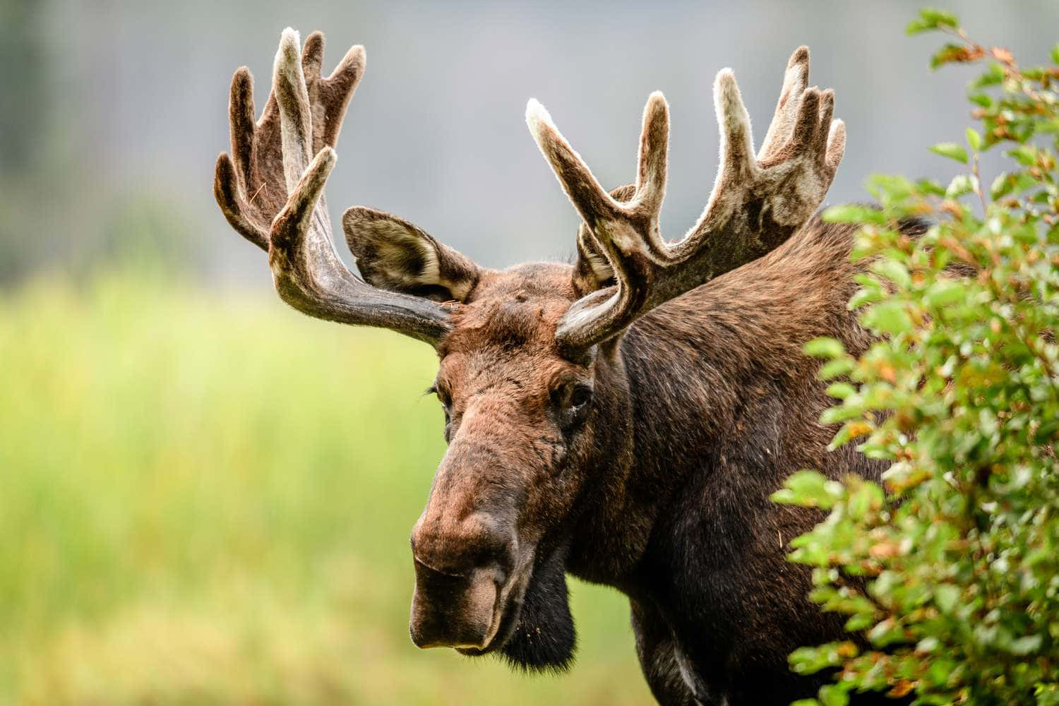 Majestic Moosein Natural Habitat Background