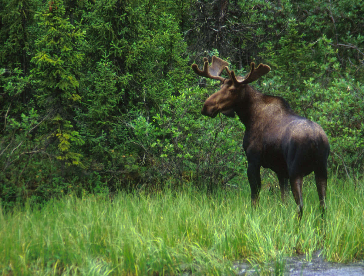 Majestic Moosein Natural Habitat.jpg Background