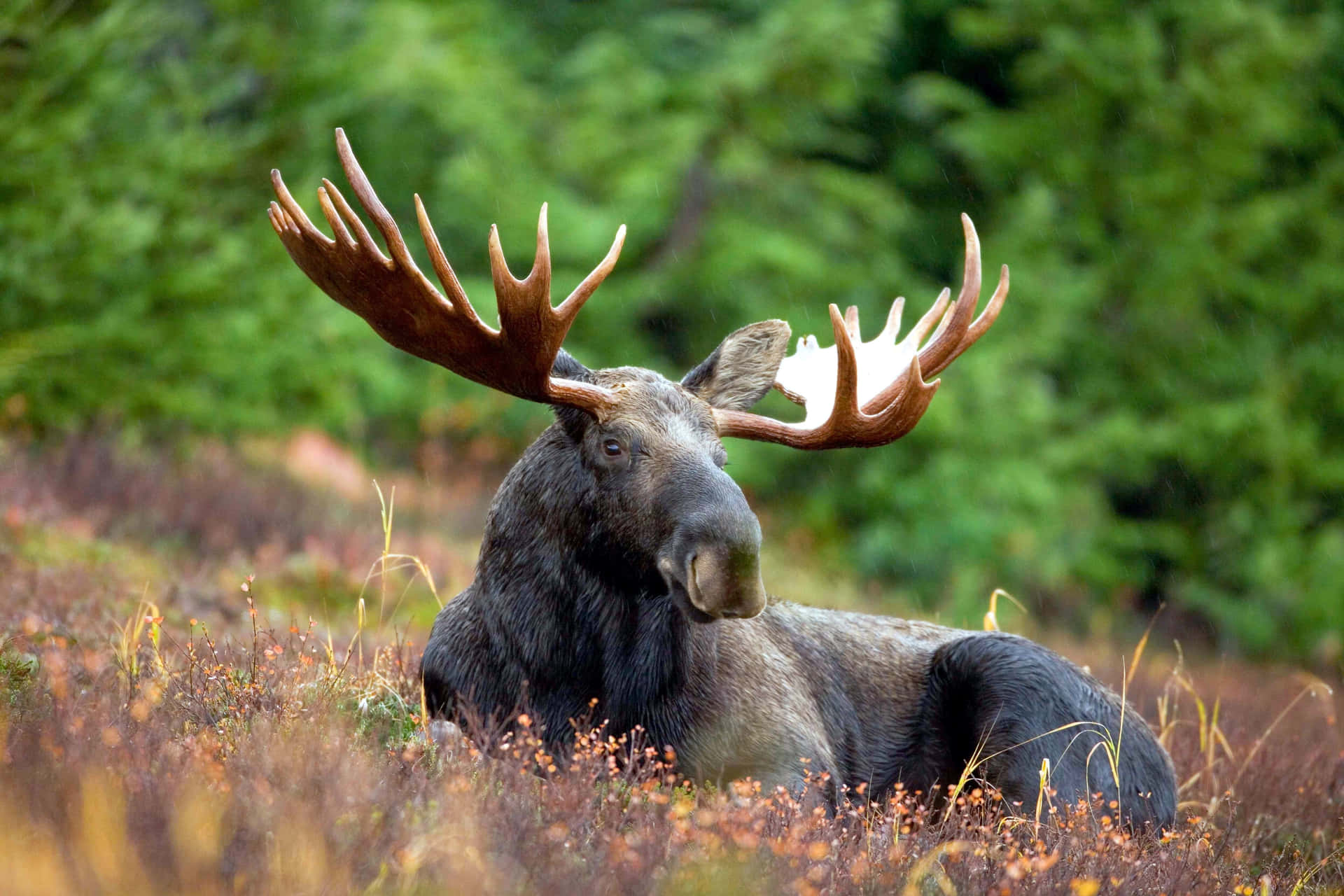 Majestic Moosein Natural Habitat.jpg Background