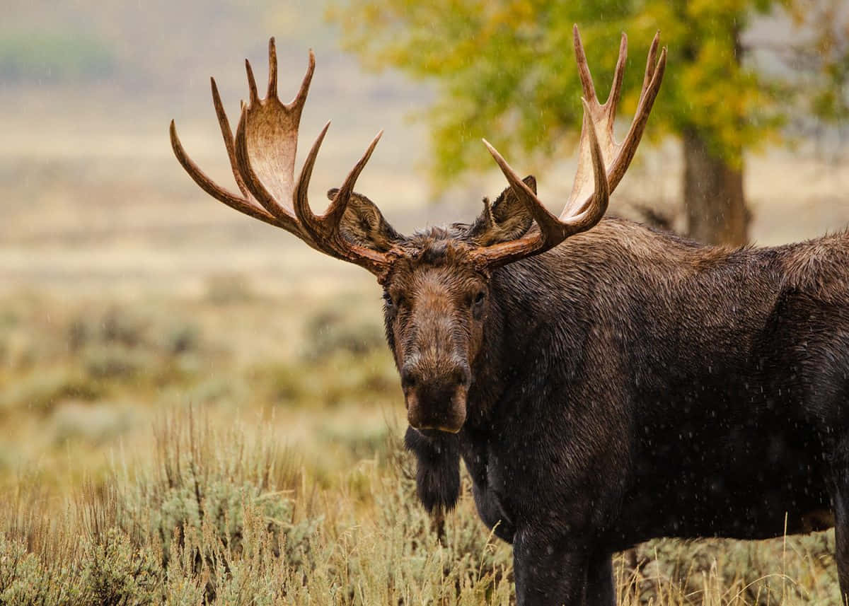 Majestic Moosein Natural Habitat Background