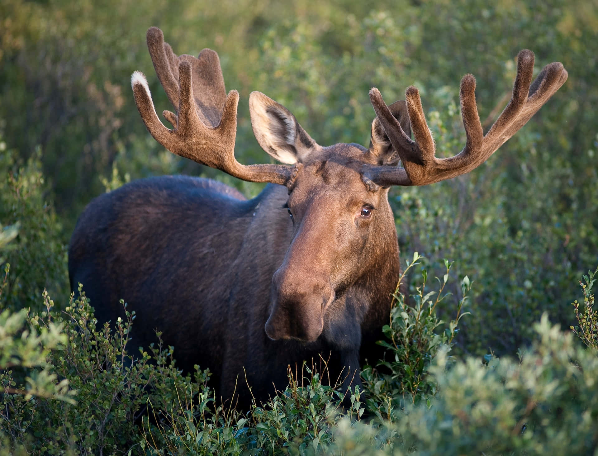 Majestic Moosein Natural Habitat Background