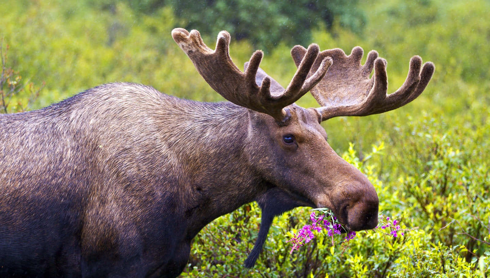 Majestic Moosein Nature.jpg Background