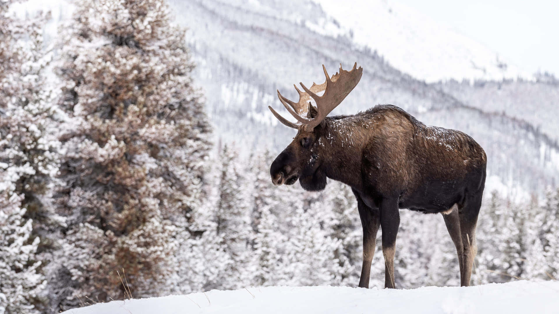 Majestic Moosein Snowy Landscape Background