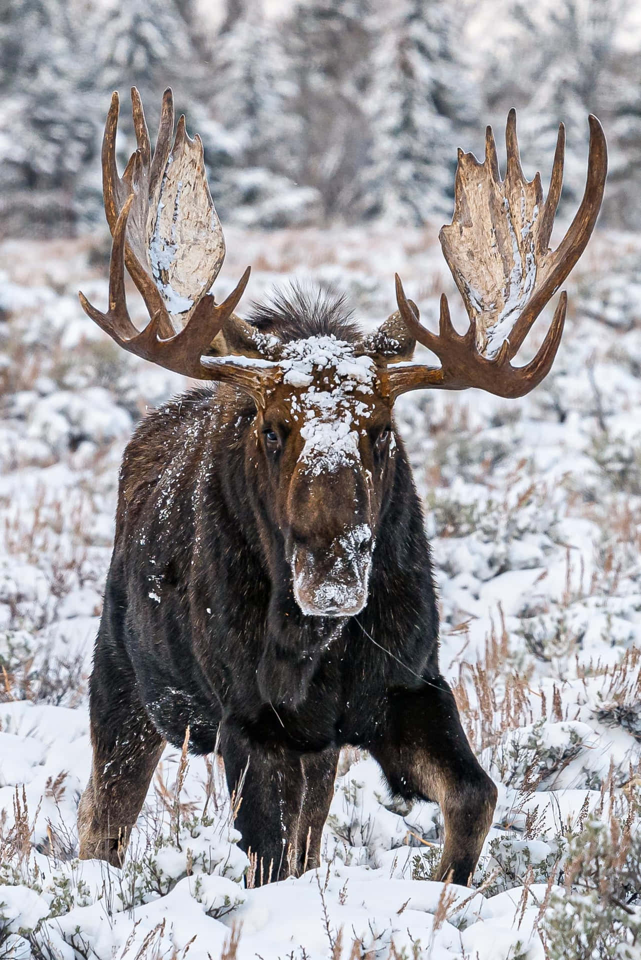 Majestic Moosein Snowy Landscape.jpg Background