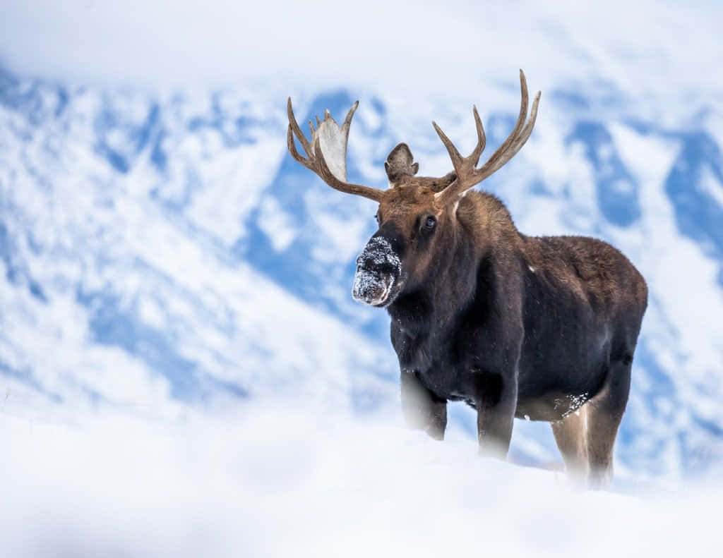 Majestic Moosein Snowy Mountains