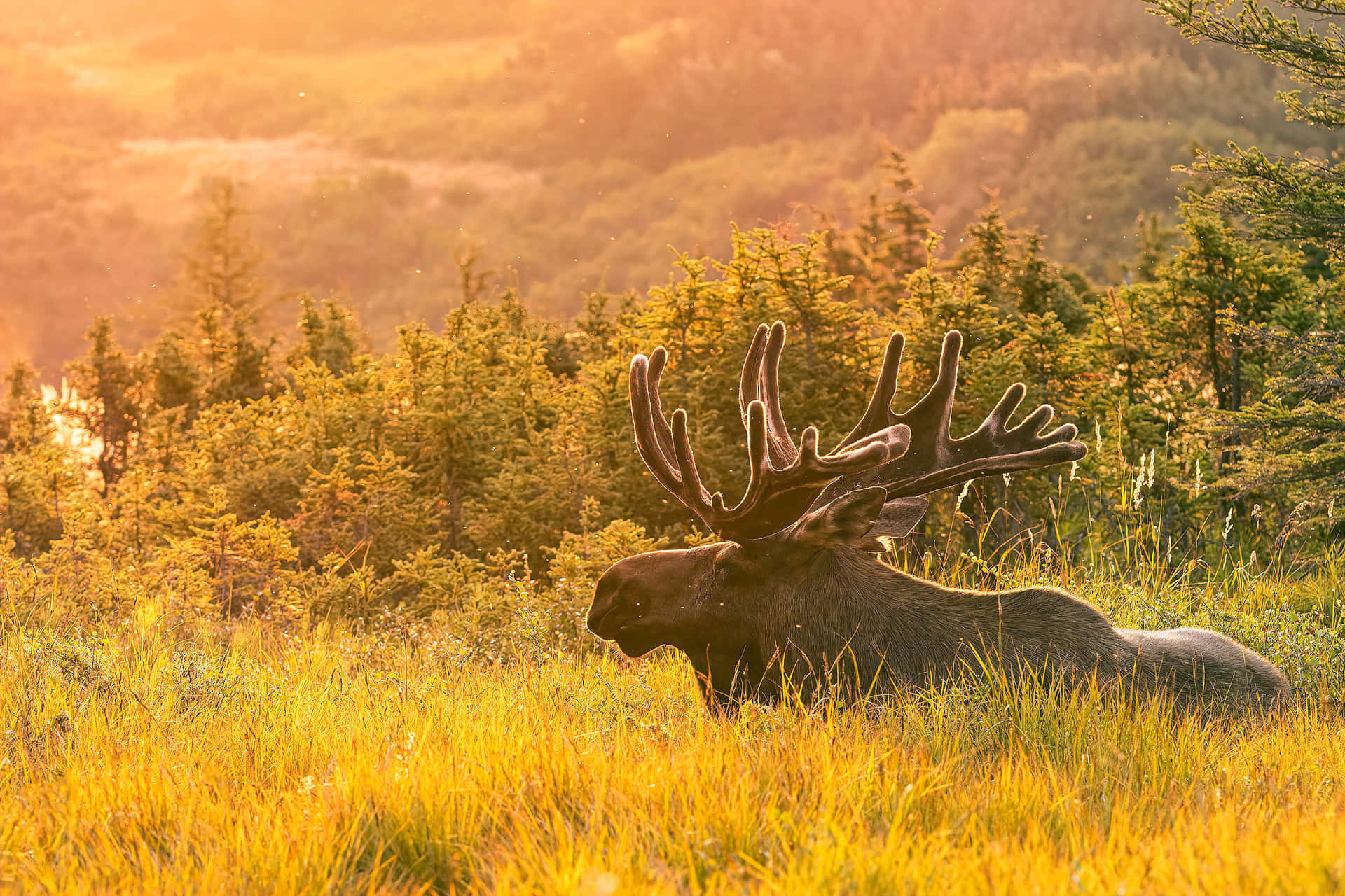 Majestic Moosein Sunset Glow Background