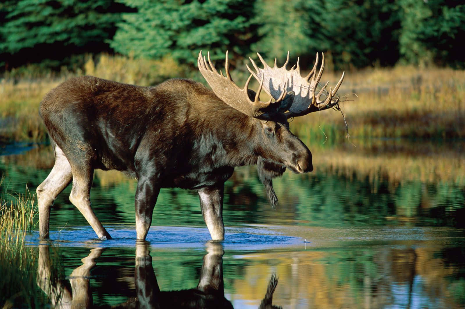 Majestic Moosein Water Background