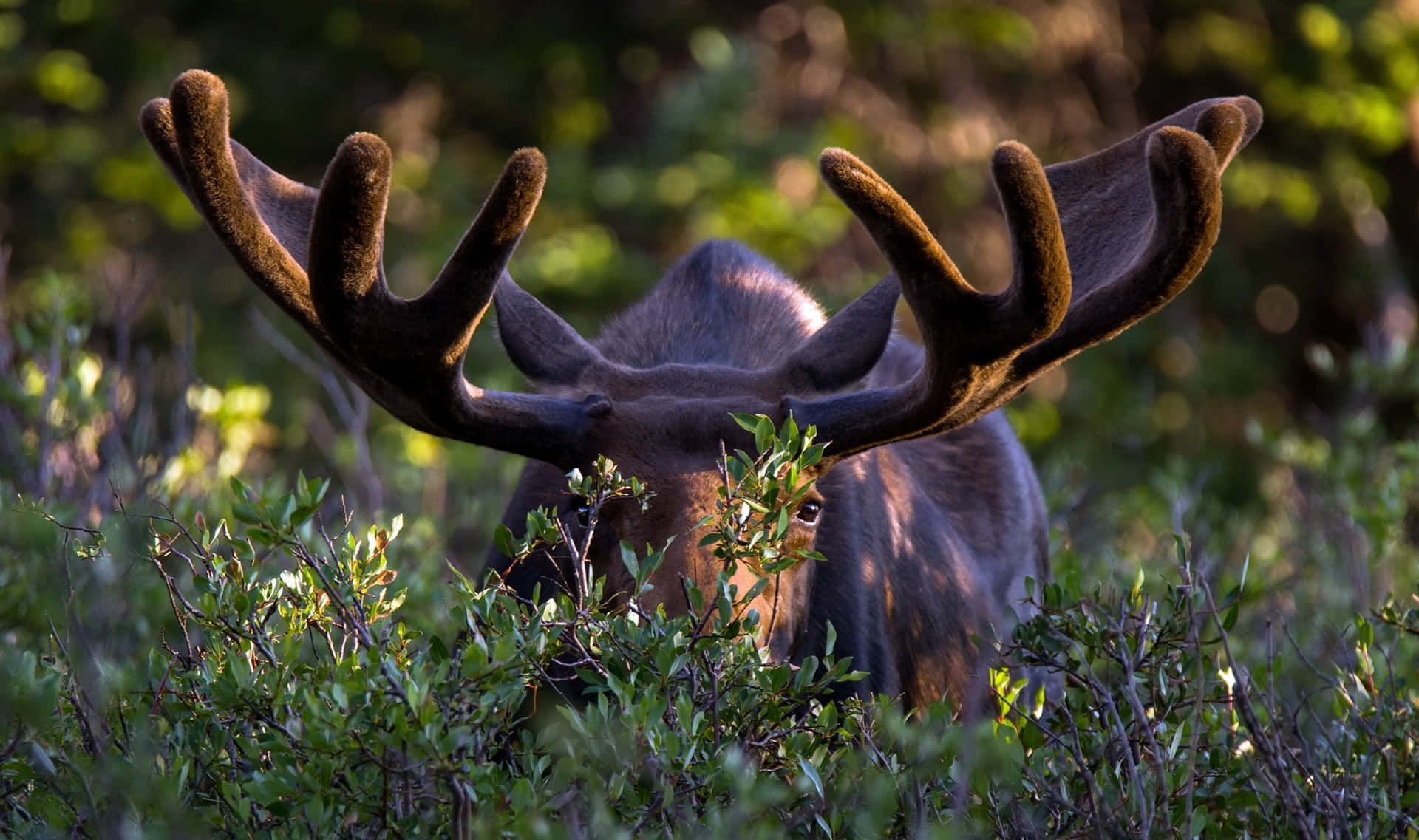 Majestic Moosein Wilderness Background