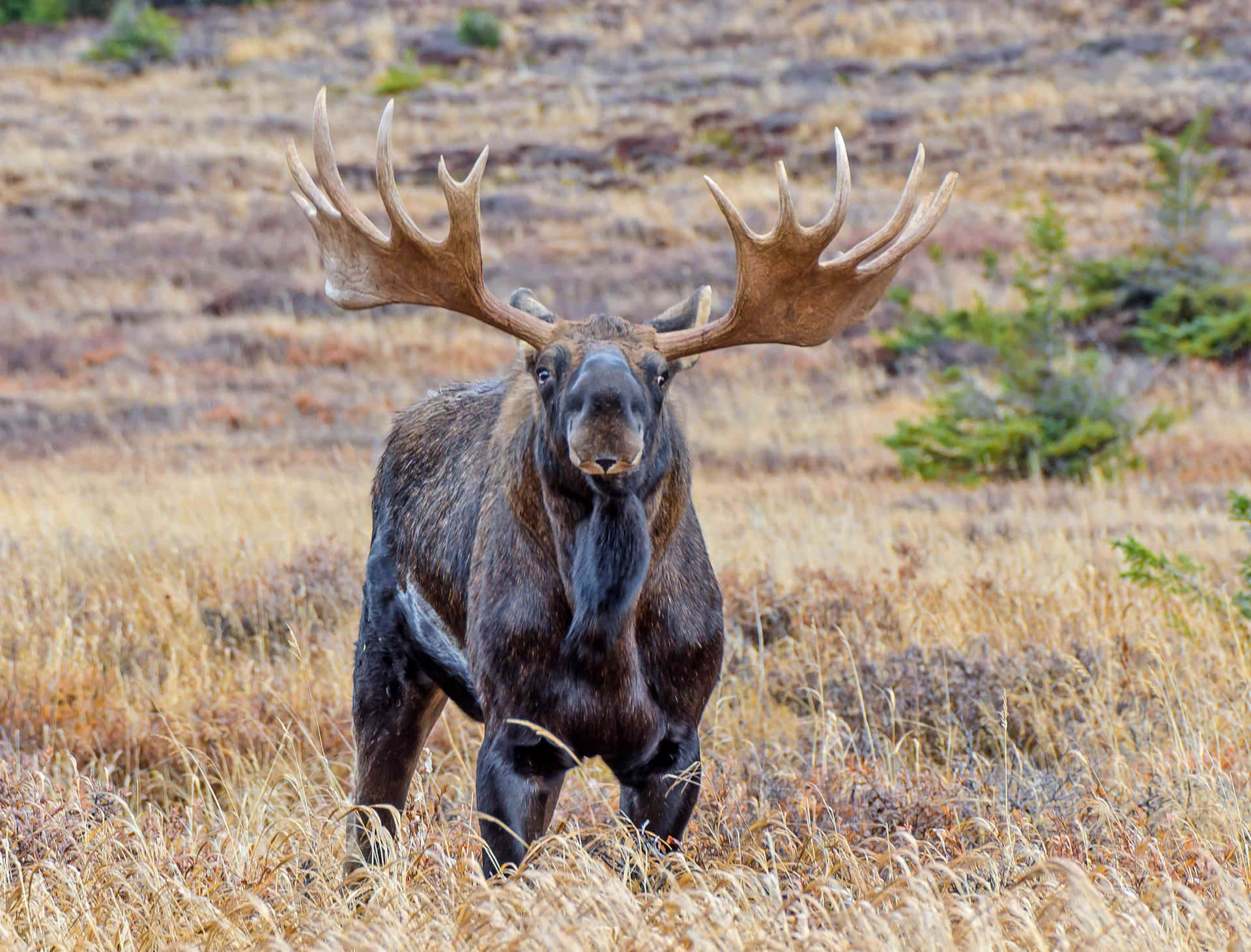 Majestic Moosein Wilderness Background