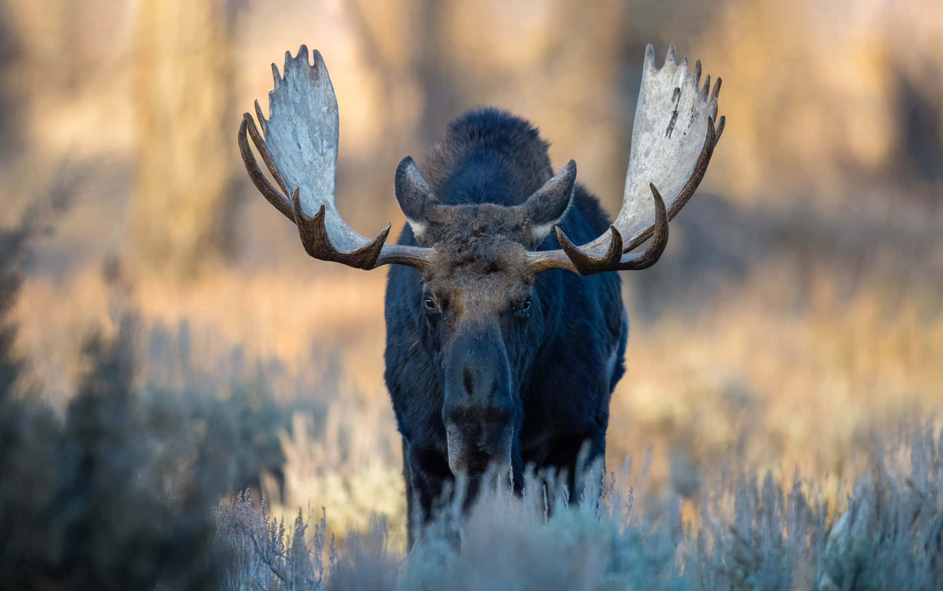 Majestic Moosein Wilderness Background