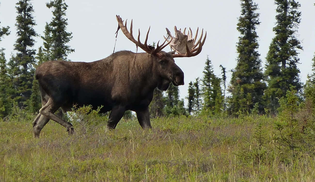 Majestic Moosein Wilderness.jpg Background