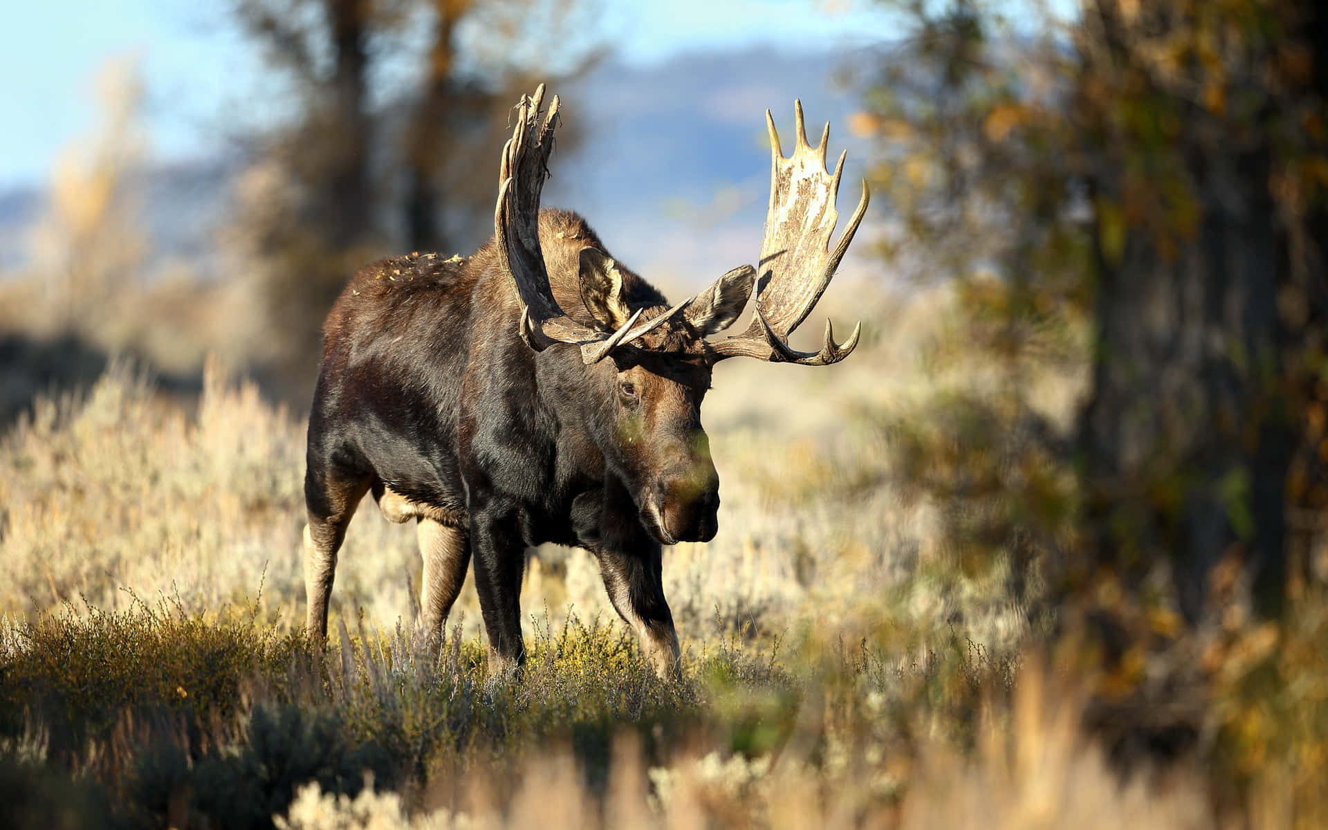 Majestic Moosein Wilderness.jpg Background