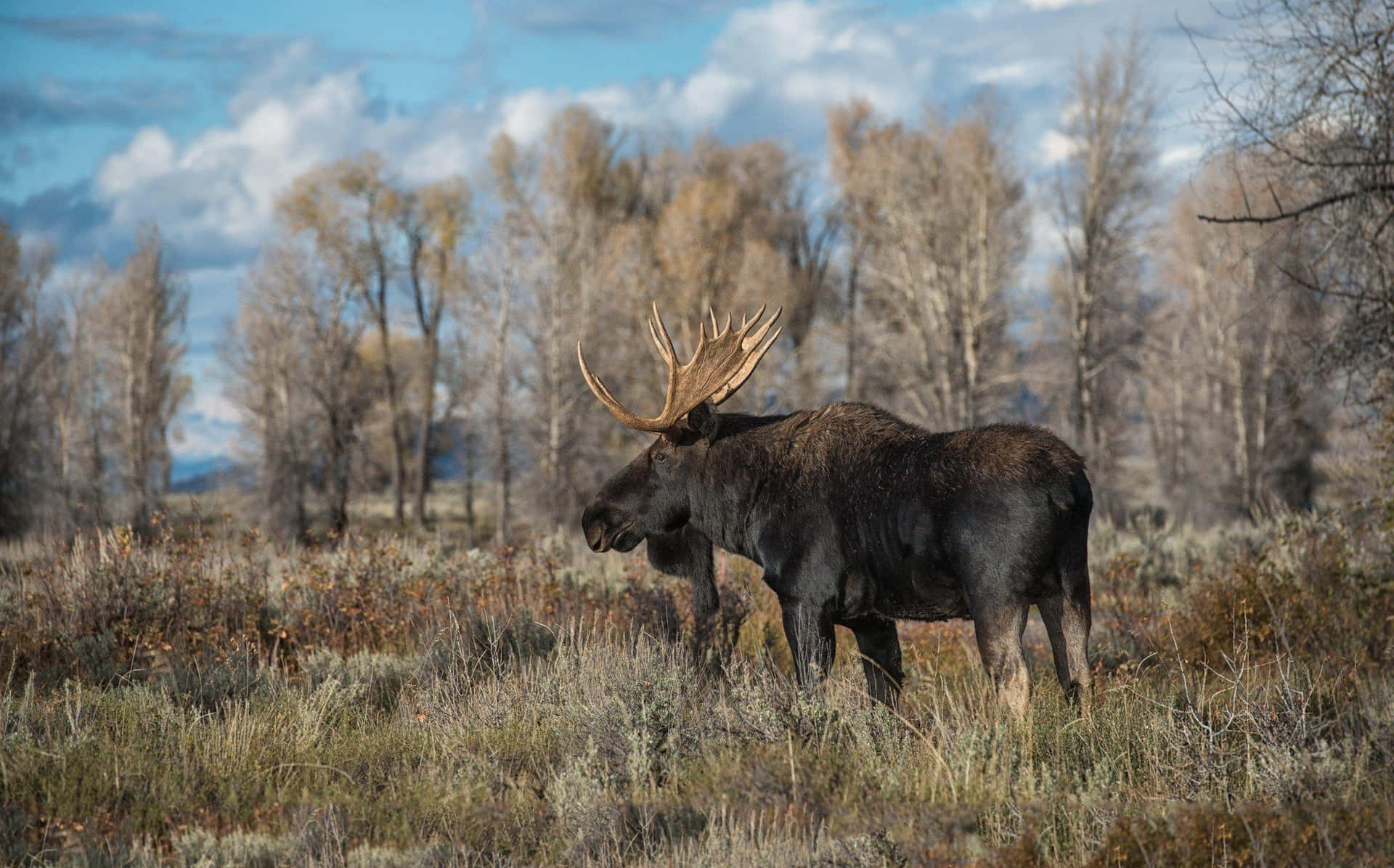 Majestic Moosein Wilderness Background