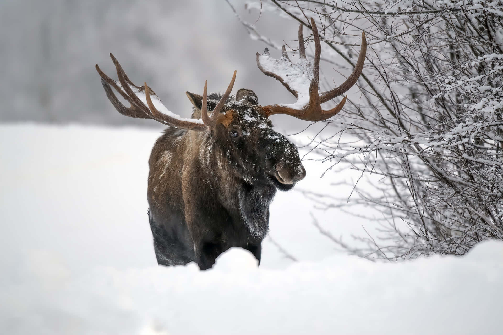 Majestic Moosein Winter Wonderland.jpg Background