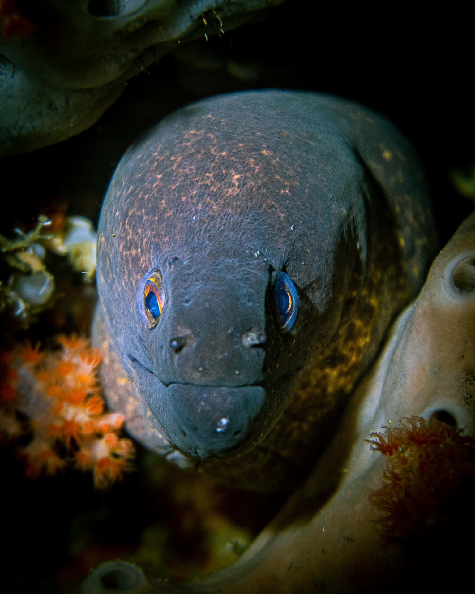 Majestic Moray Eel Emerging From A Coral Reef