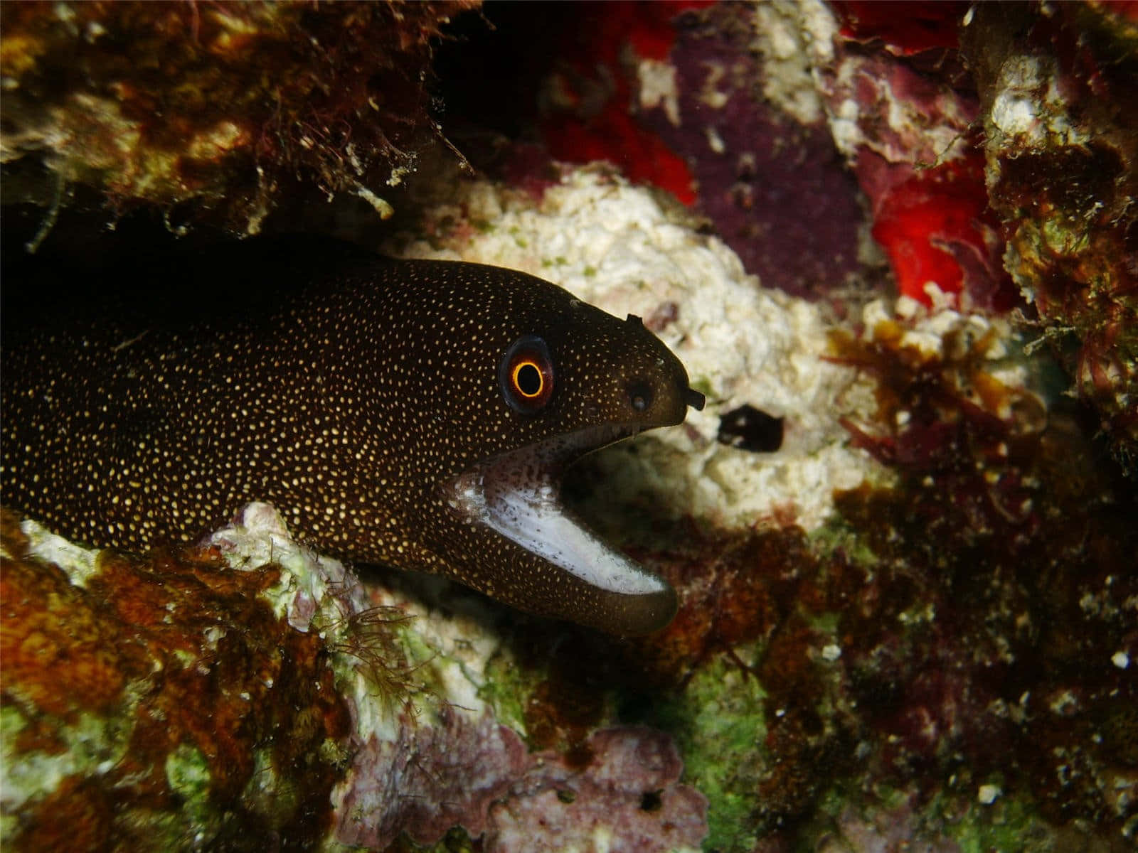 Majestic Moray Eel In The Depths Of The Coral Reef Background