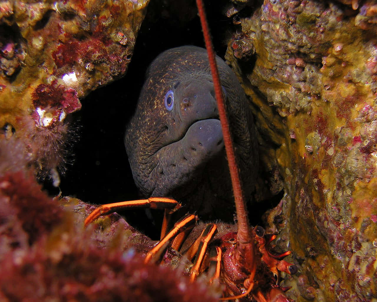 Majestic Moray Eel Lurking In Its Aquatic Habitat Background