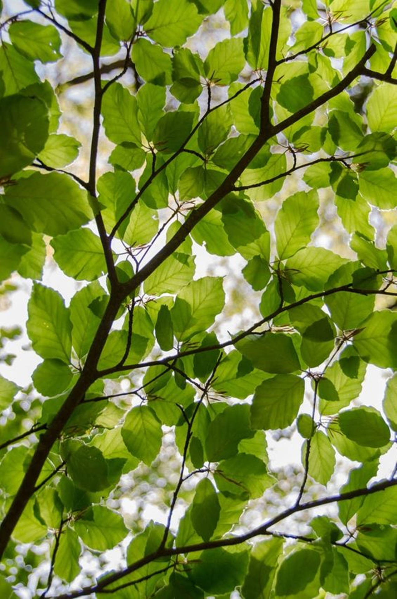 Majestic Moringa Tree In Full Bloom Background