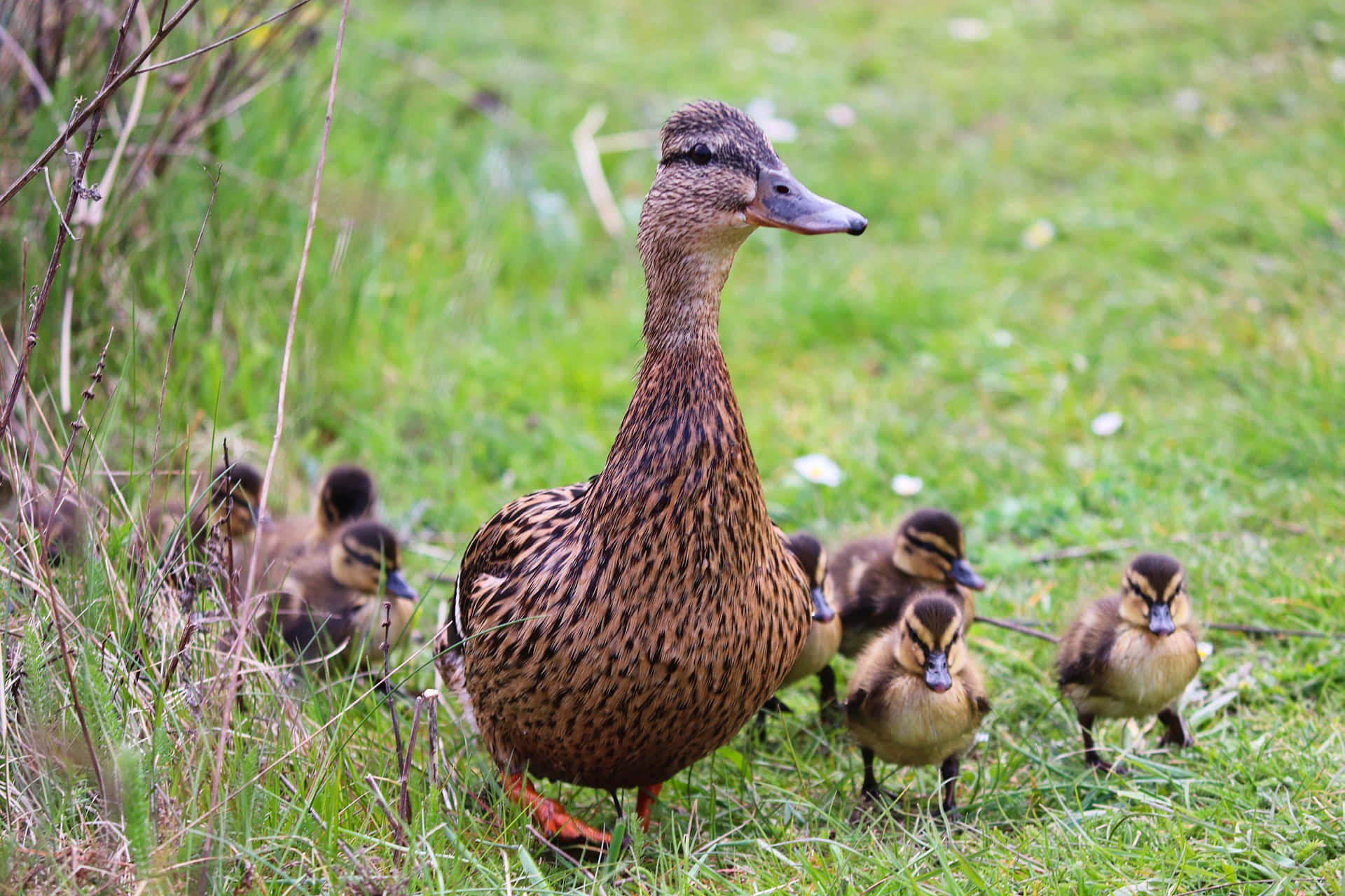 Majestic Mother Duck Leading The Way Background