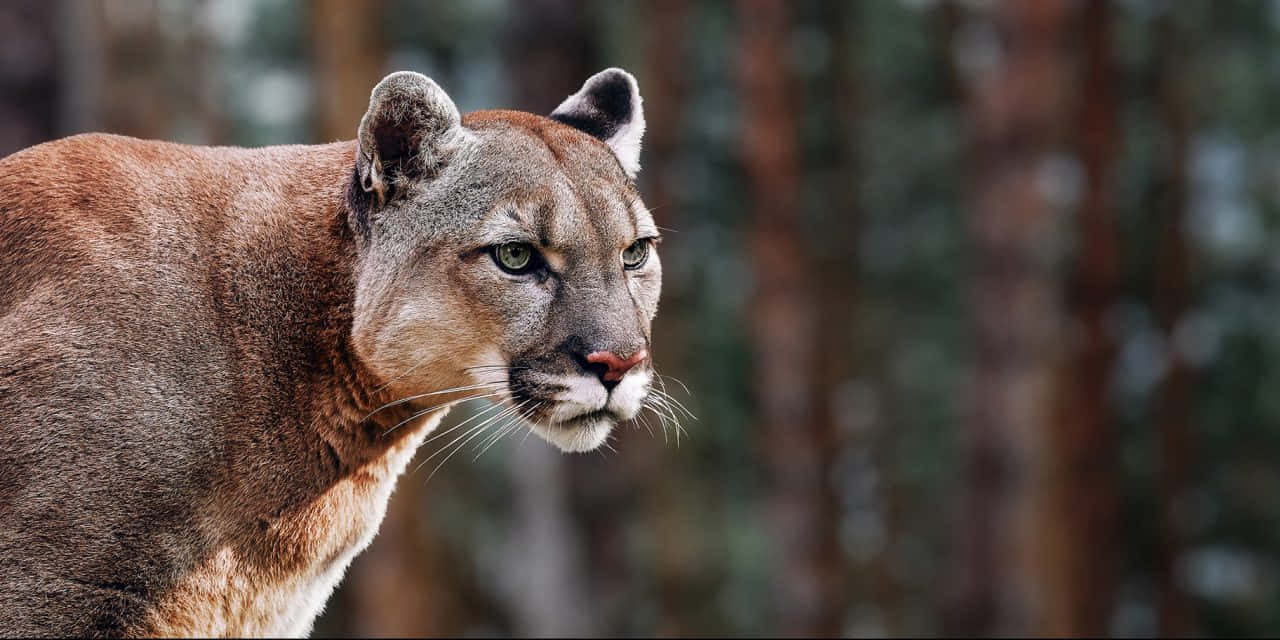 Majestic Mountain Cougar Background
