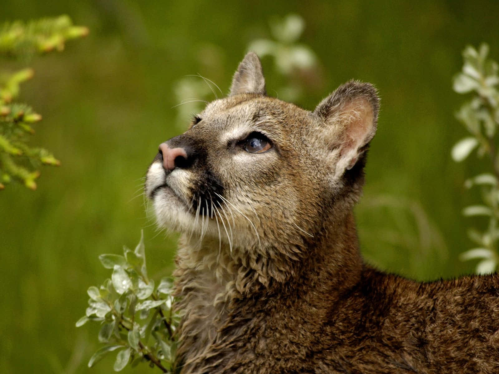Majestic Mountain Cougar In Its Natural Habitat Background