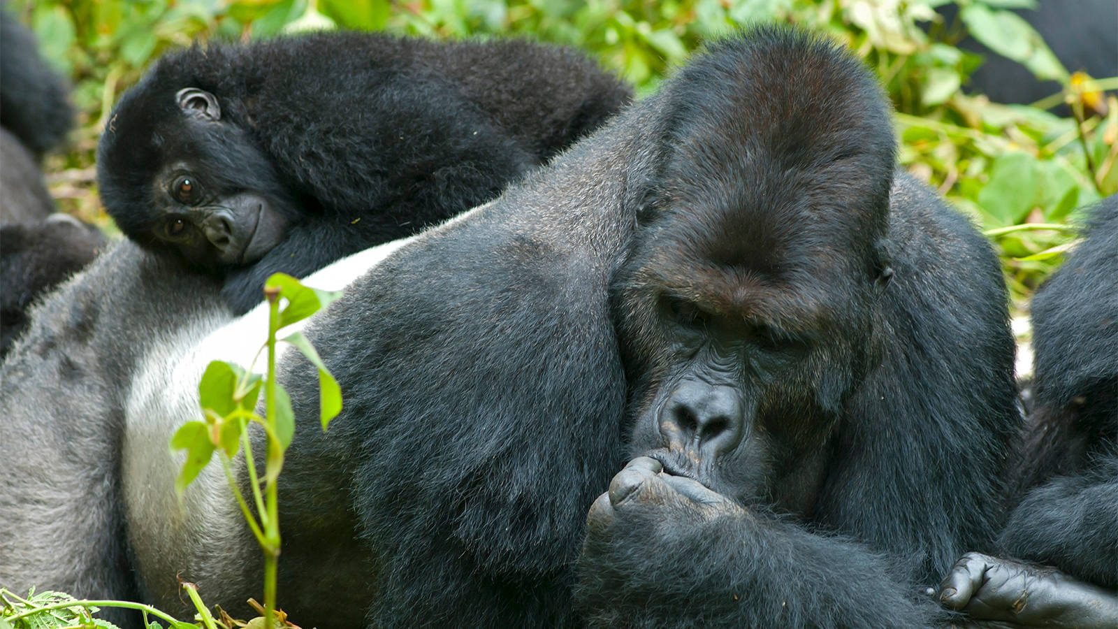 Majestic Mountain Gorilla Desktop Wallpaper Background