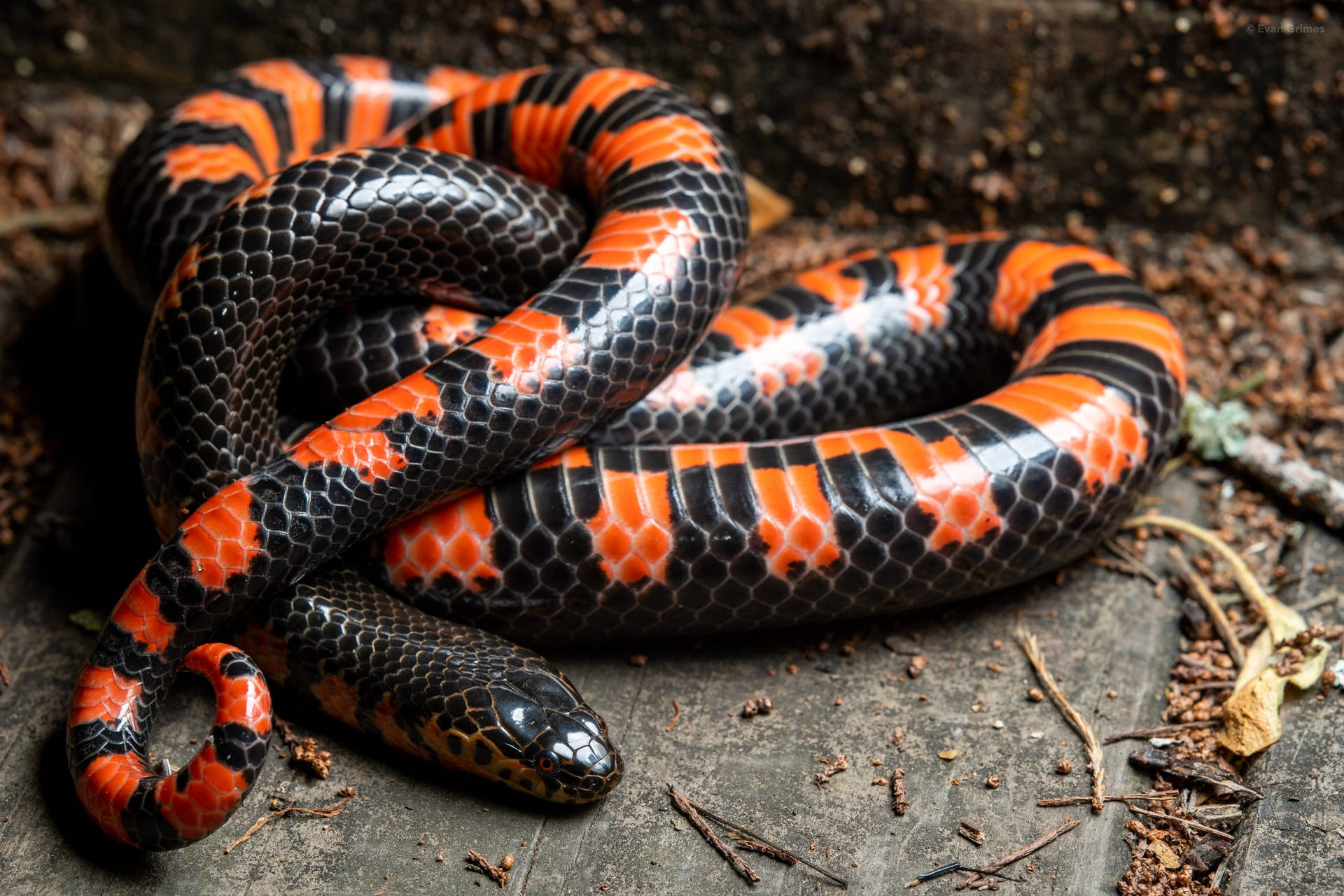 Majestic Mud Snake - Eastern Subspecies Background