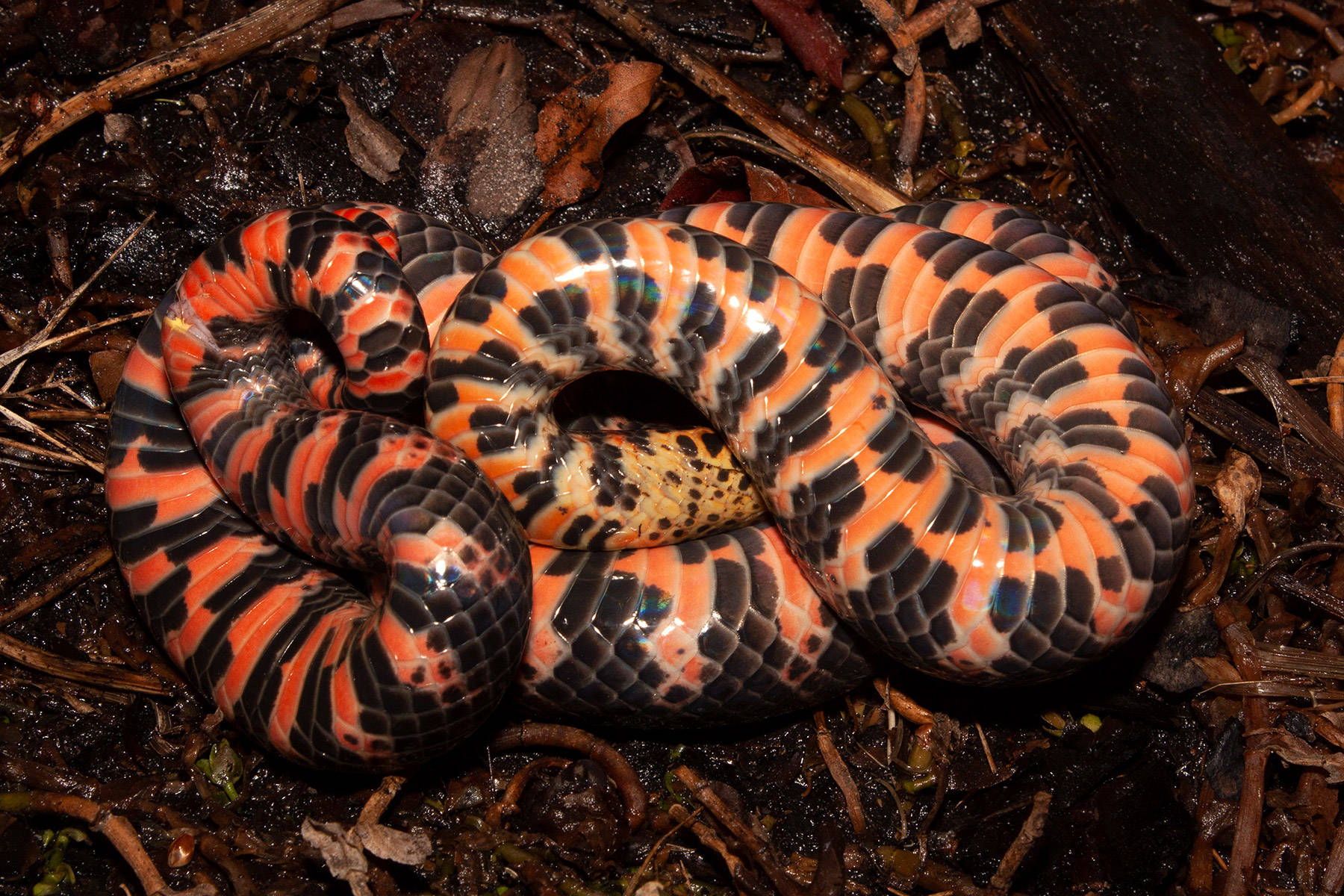 Majestic Mud Snake Flaunting Its Vibrant Underbelly In Natural Habitat. Background