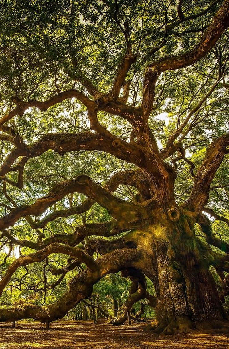 Majestic Oak Tree In Natural Light Background