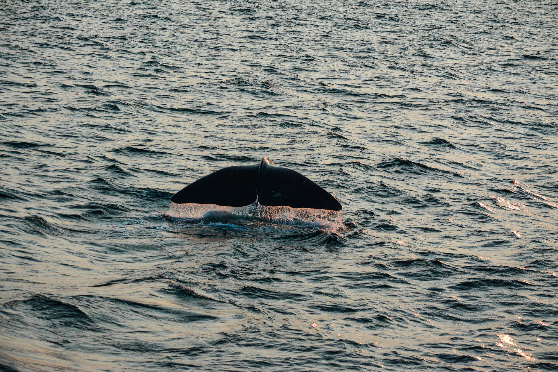 Majestic Ocean Giant: Lone Blue Whale Background