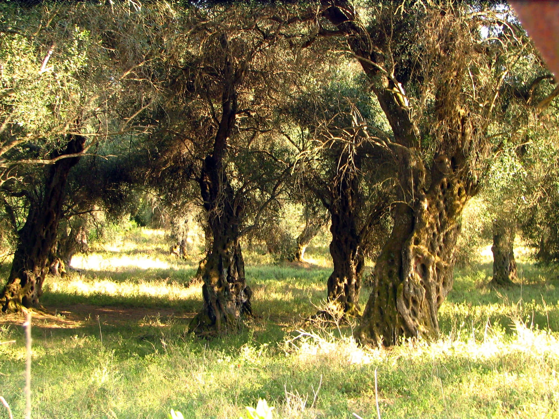 Majestic Olive Tree Background