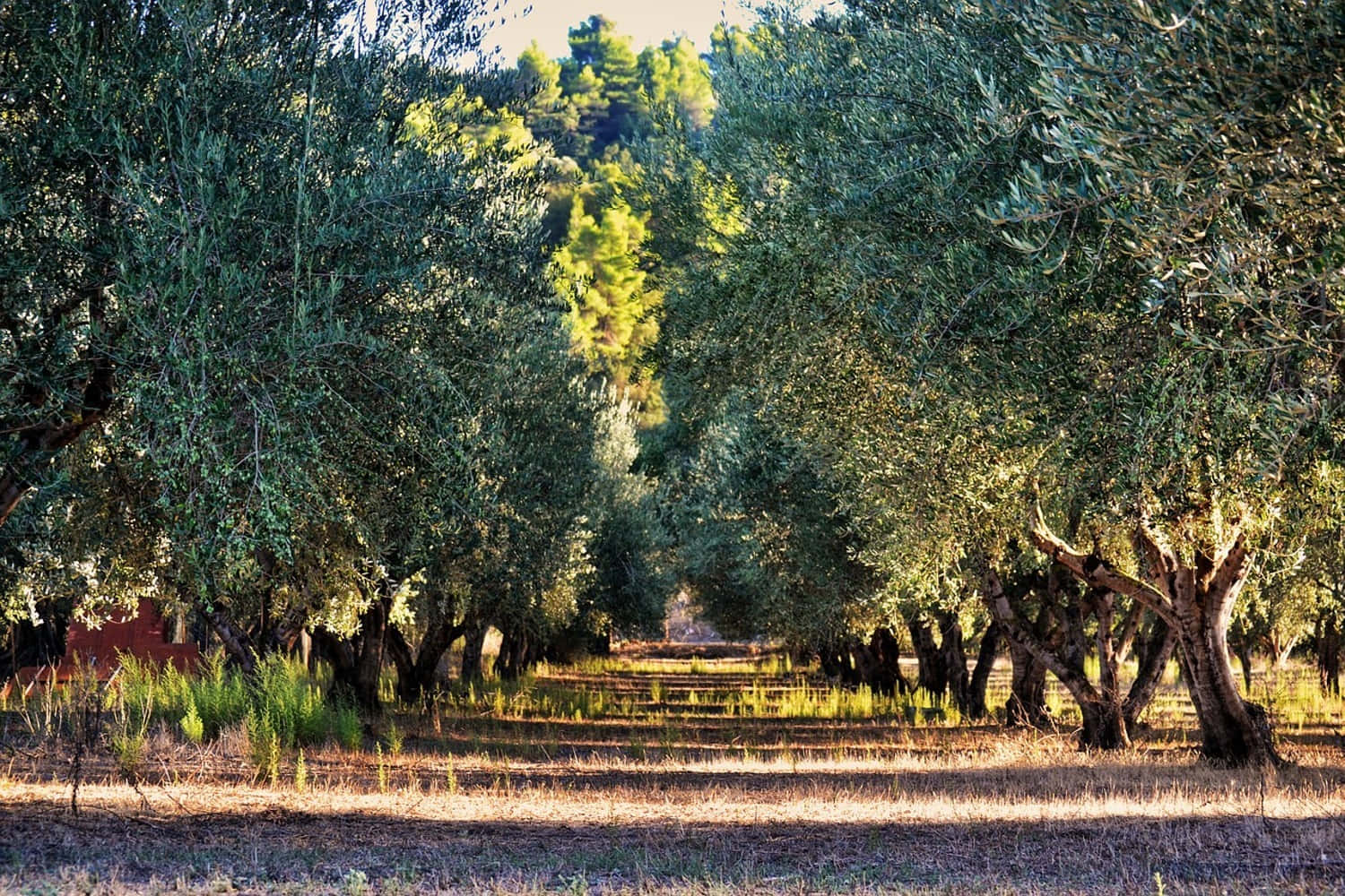 Majestic Olive Tree In Its Own Environment Background