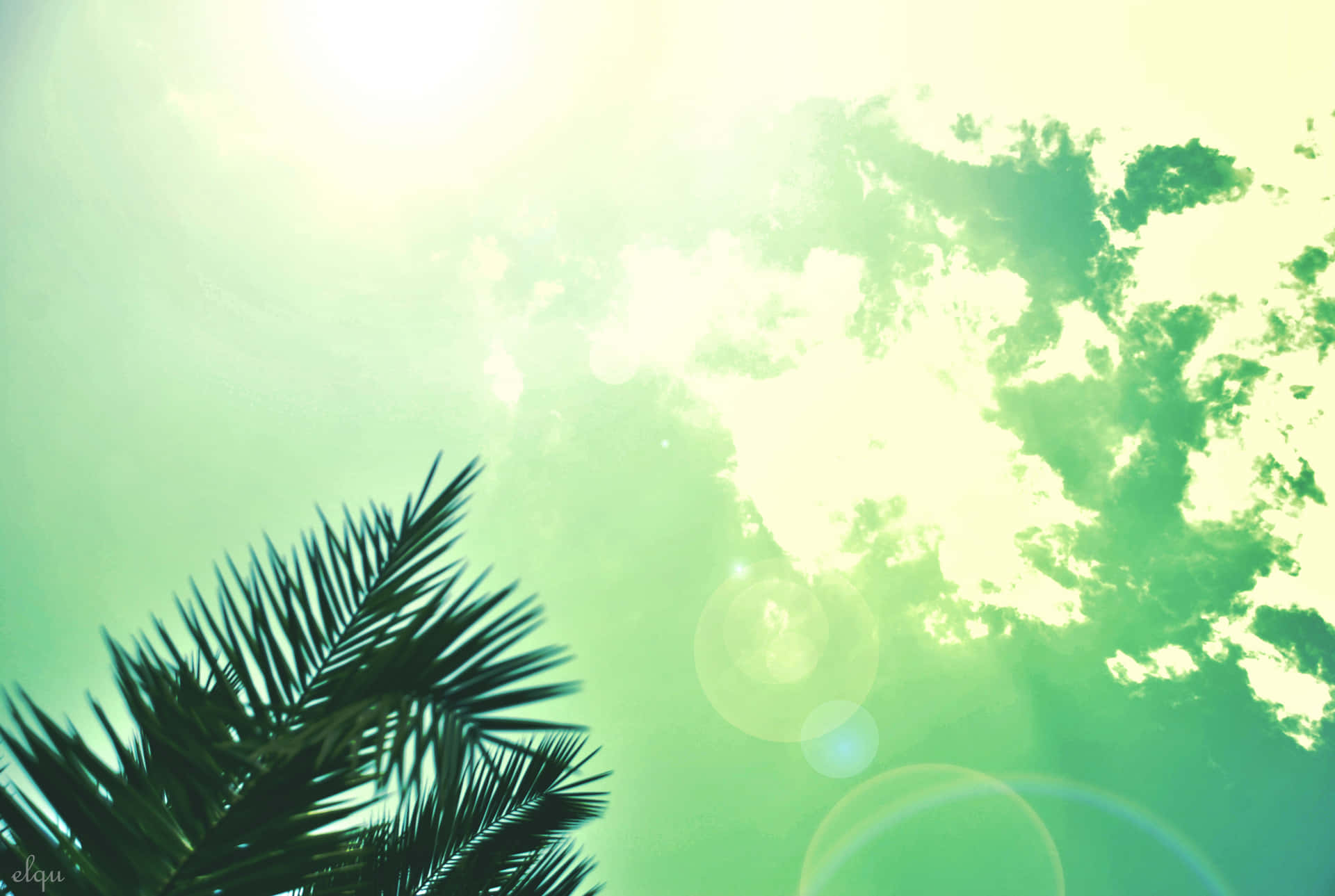 Majestic Palm Tree On Glistening Rocky Beach Background