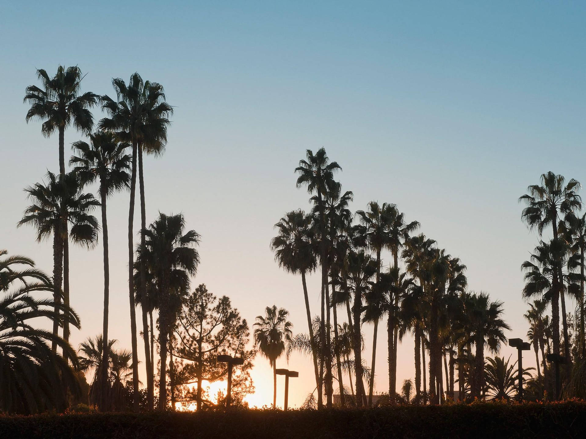 Majestic Palm Trees Gracing The Sunny Skies Of Venice Beach