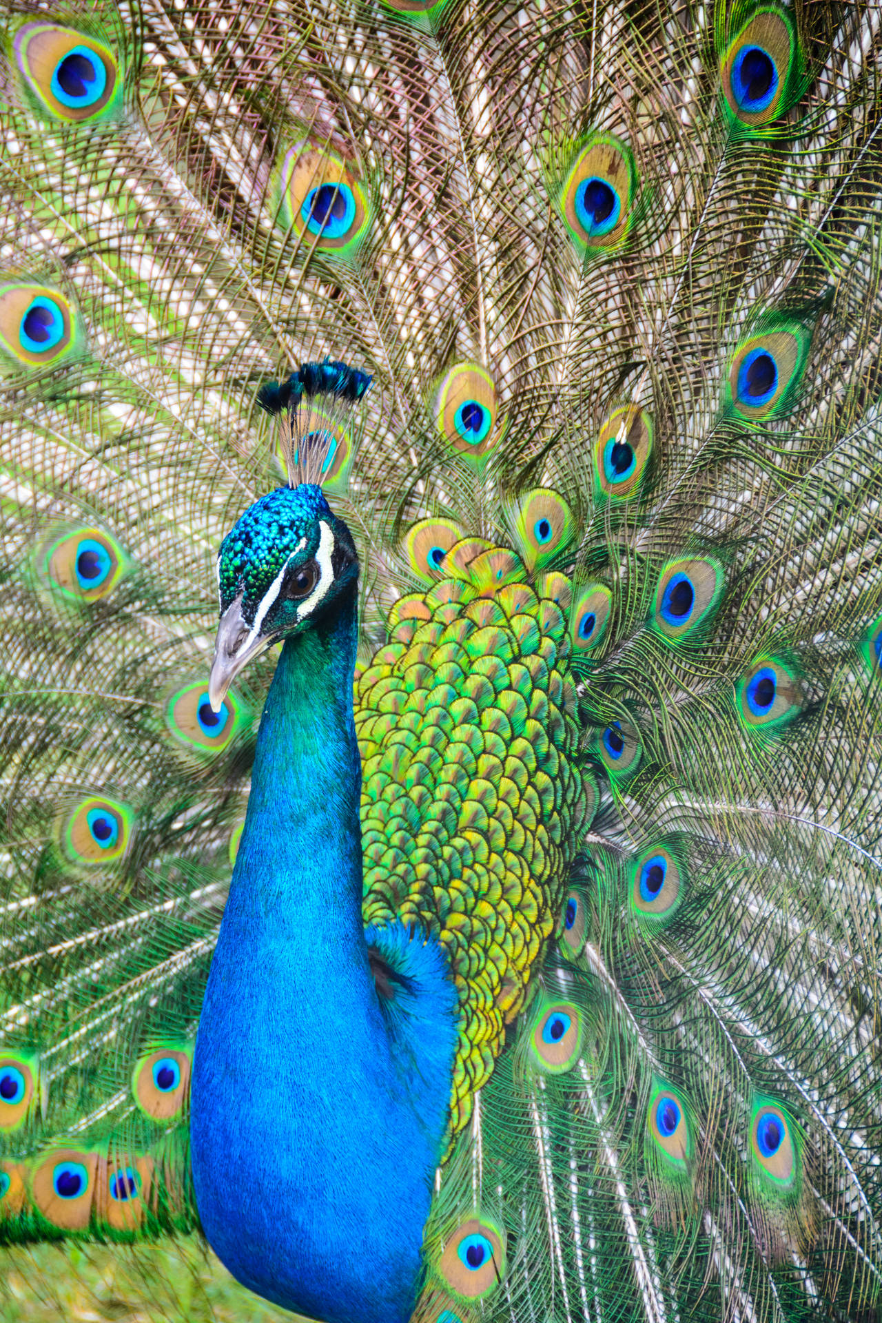 Majestic Peacock Displaying Colorful Plumage Background