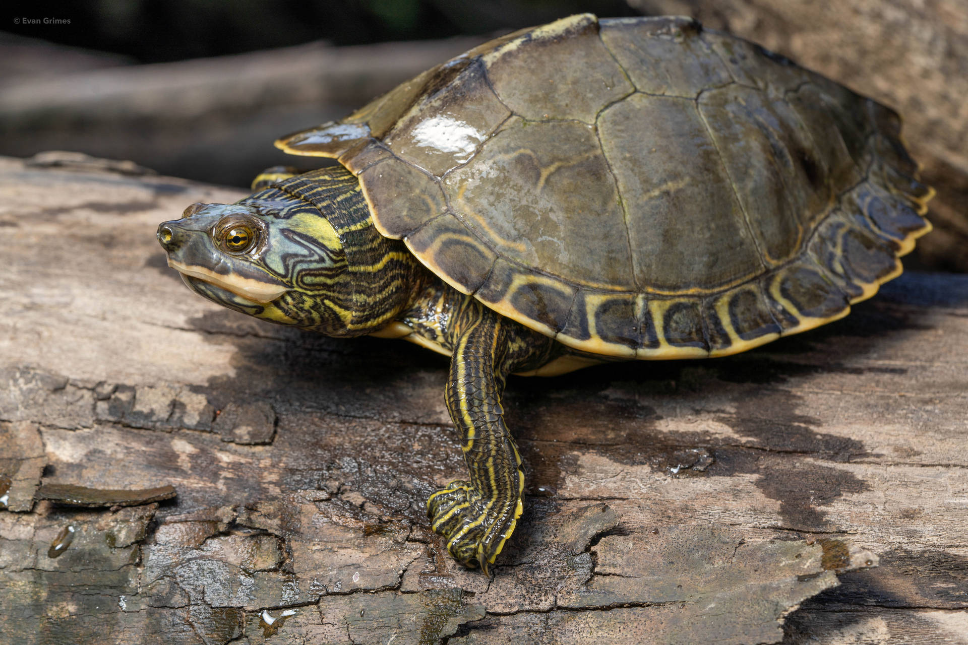 Majestic Pearl River Map Turtle Basking On A Rock