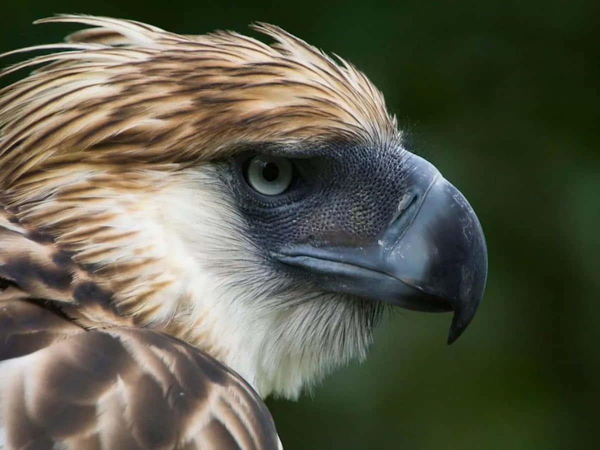 Majestic_ Philippine_ Eagle_ Closeup Background