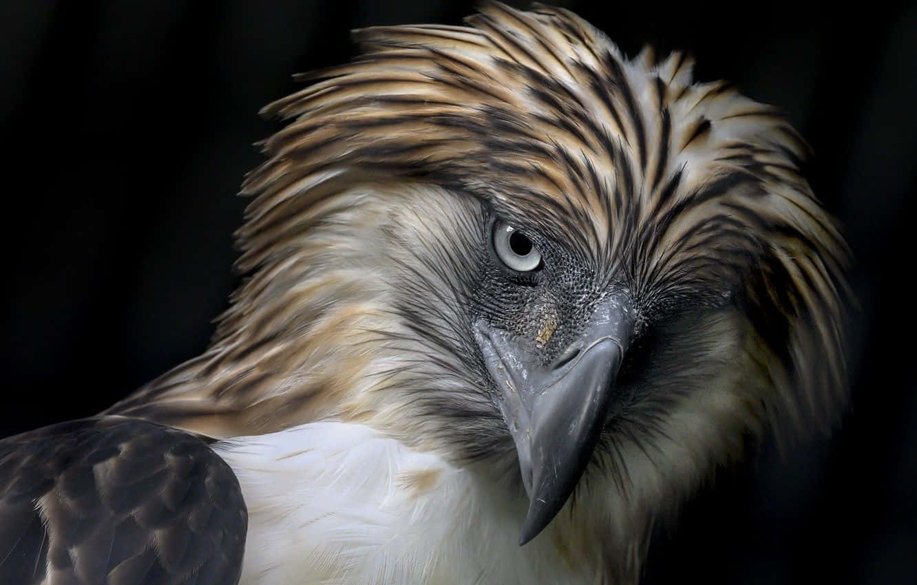 Majestic_ Philippine_ Eagle_ Closeup.jpg Background