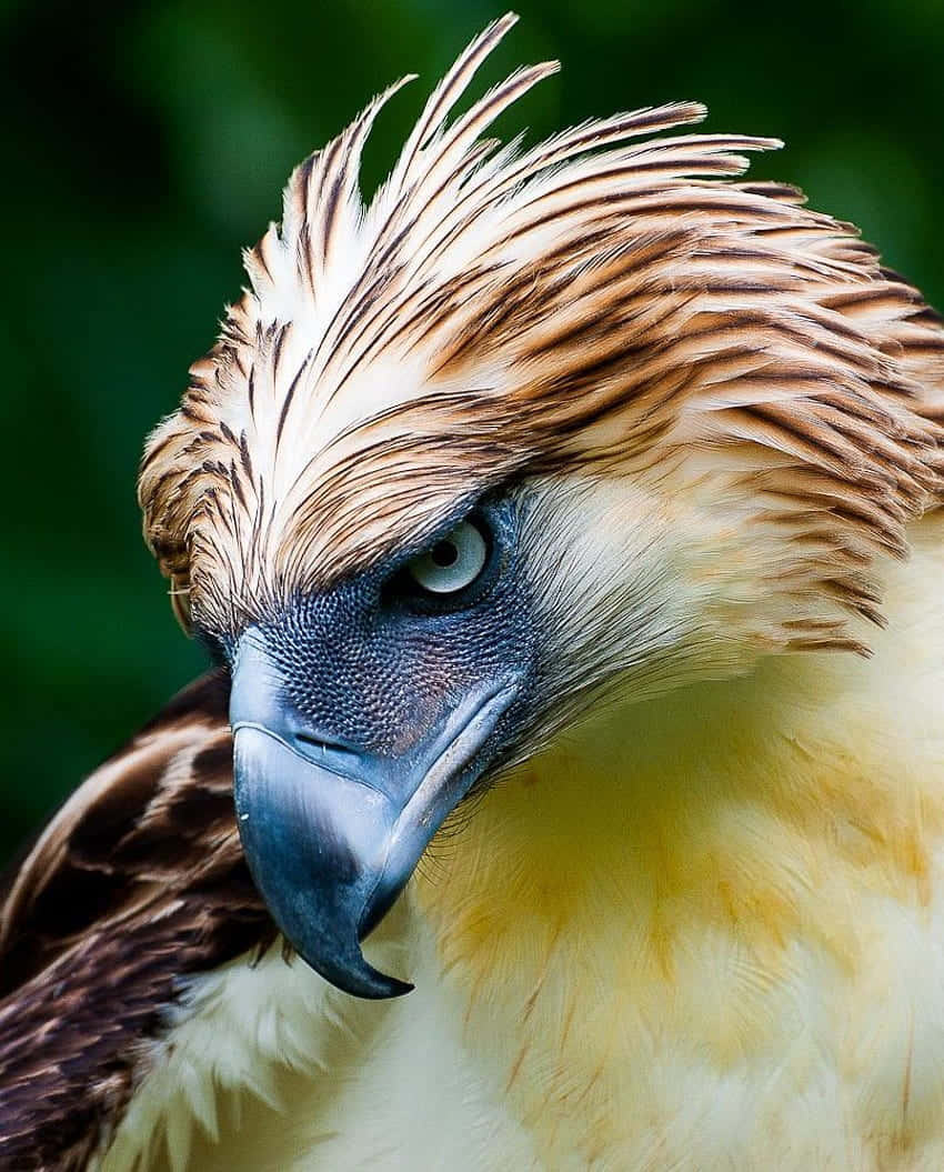 Majestic_ Philippine_ Eagle_ Closeup Background
