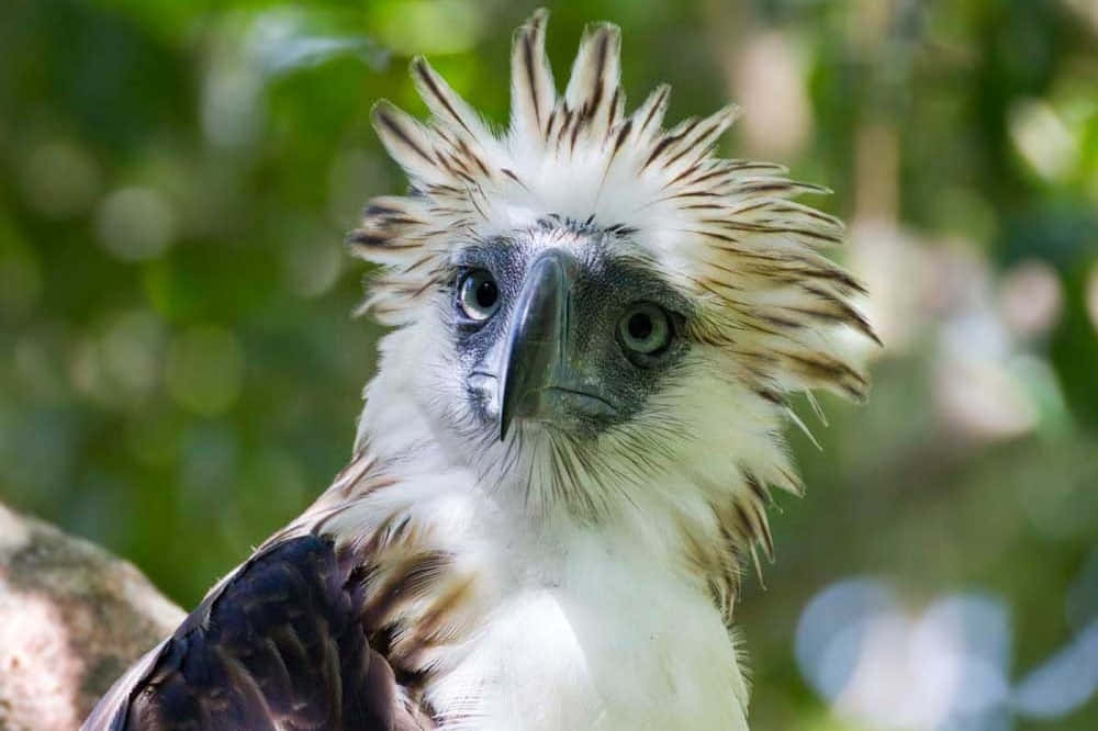 Majestic Philippine Eagle In Flight Background