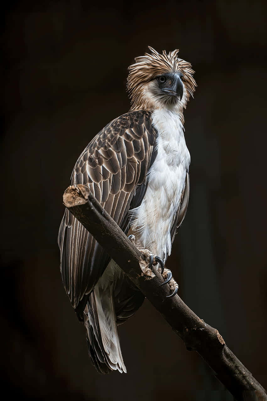 Majestic_ Philippine_ Eagle_ Perched Background