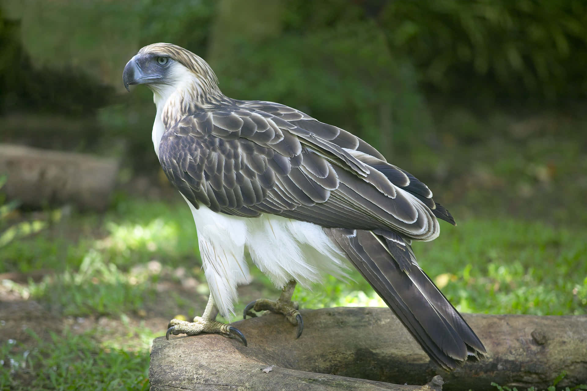 Majestic_ Philippine_ Eagle_ Perched.jpg Background