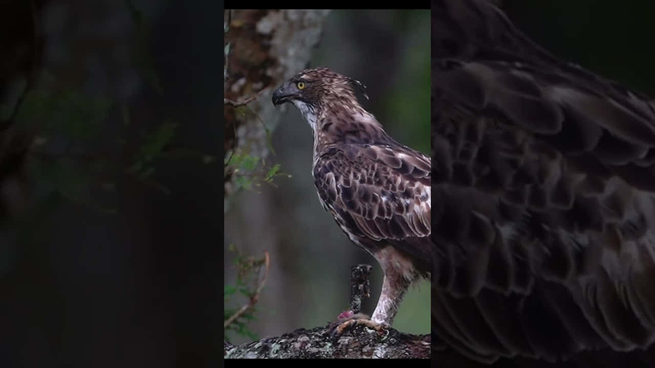 Majestic_ Philippine_ Eagle_ Perched Background