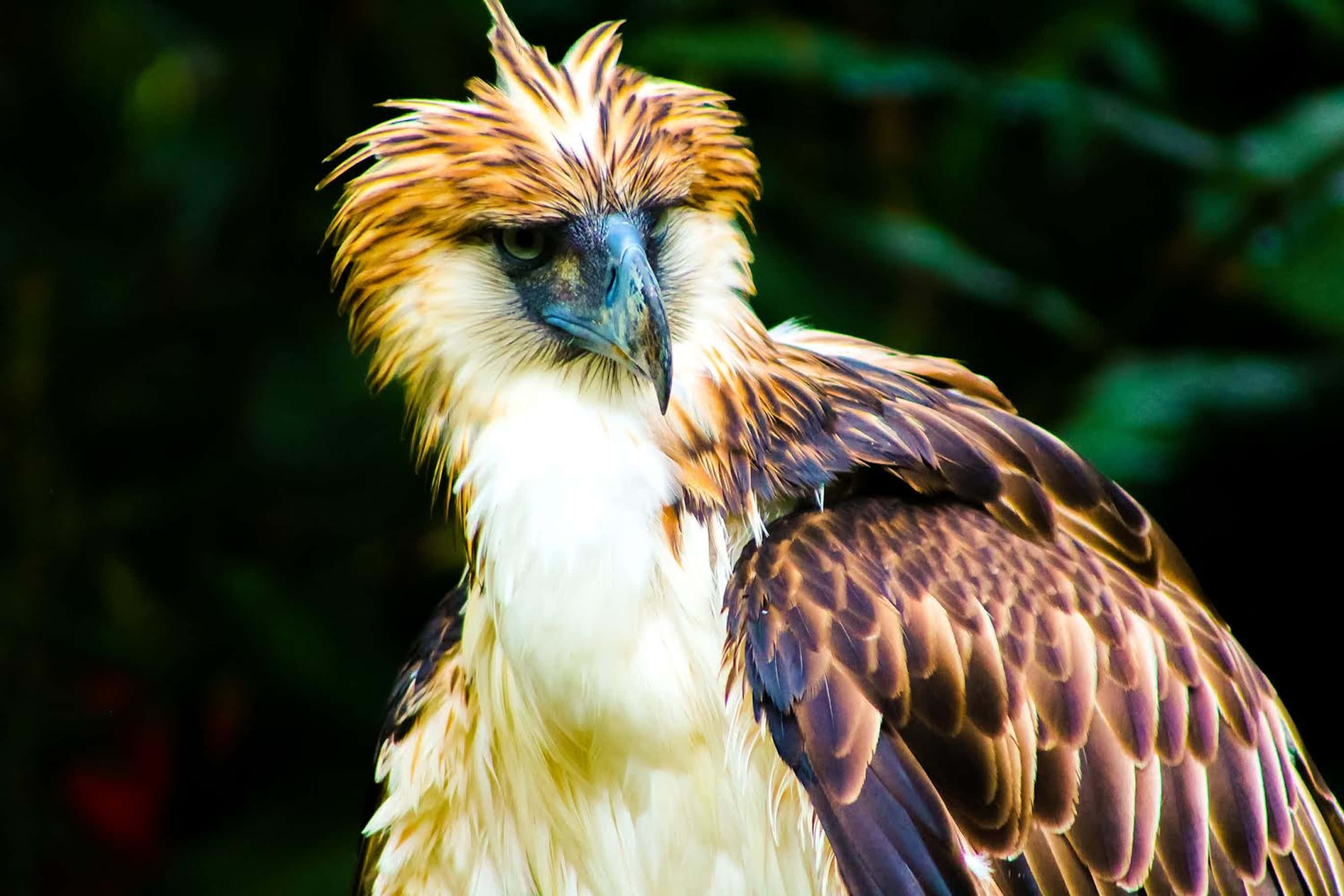 Majestic Philippine Eagle Perched On A Branch Background