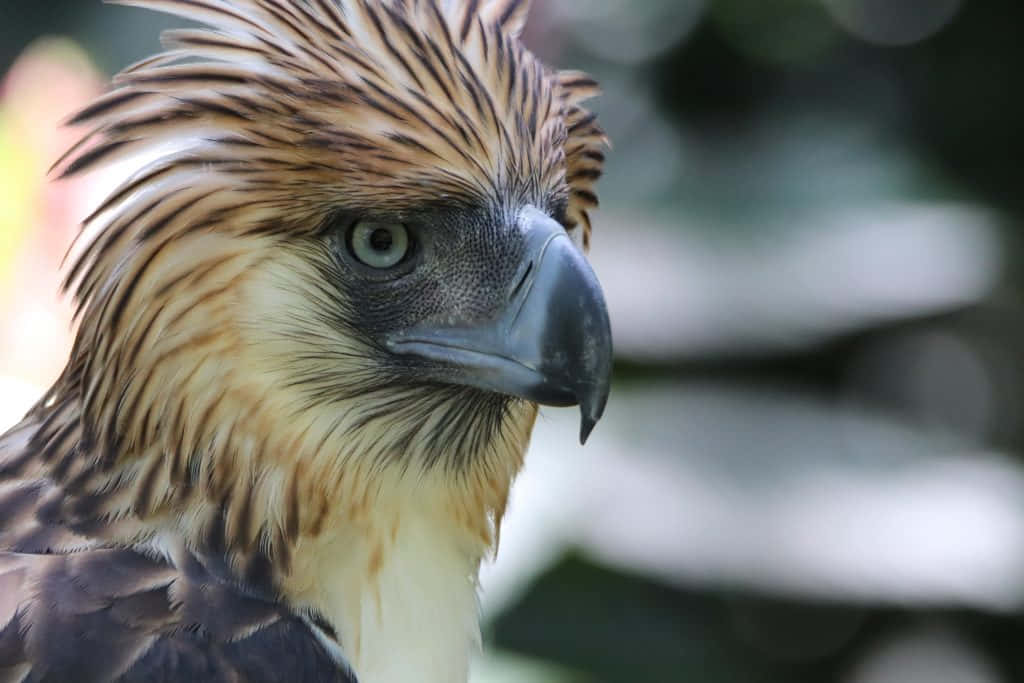 Majestic Philippine Eagle Perched On A Branch Background