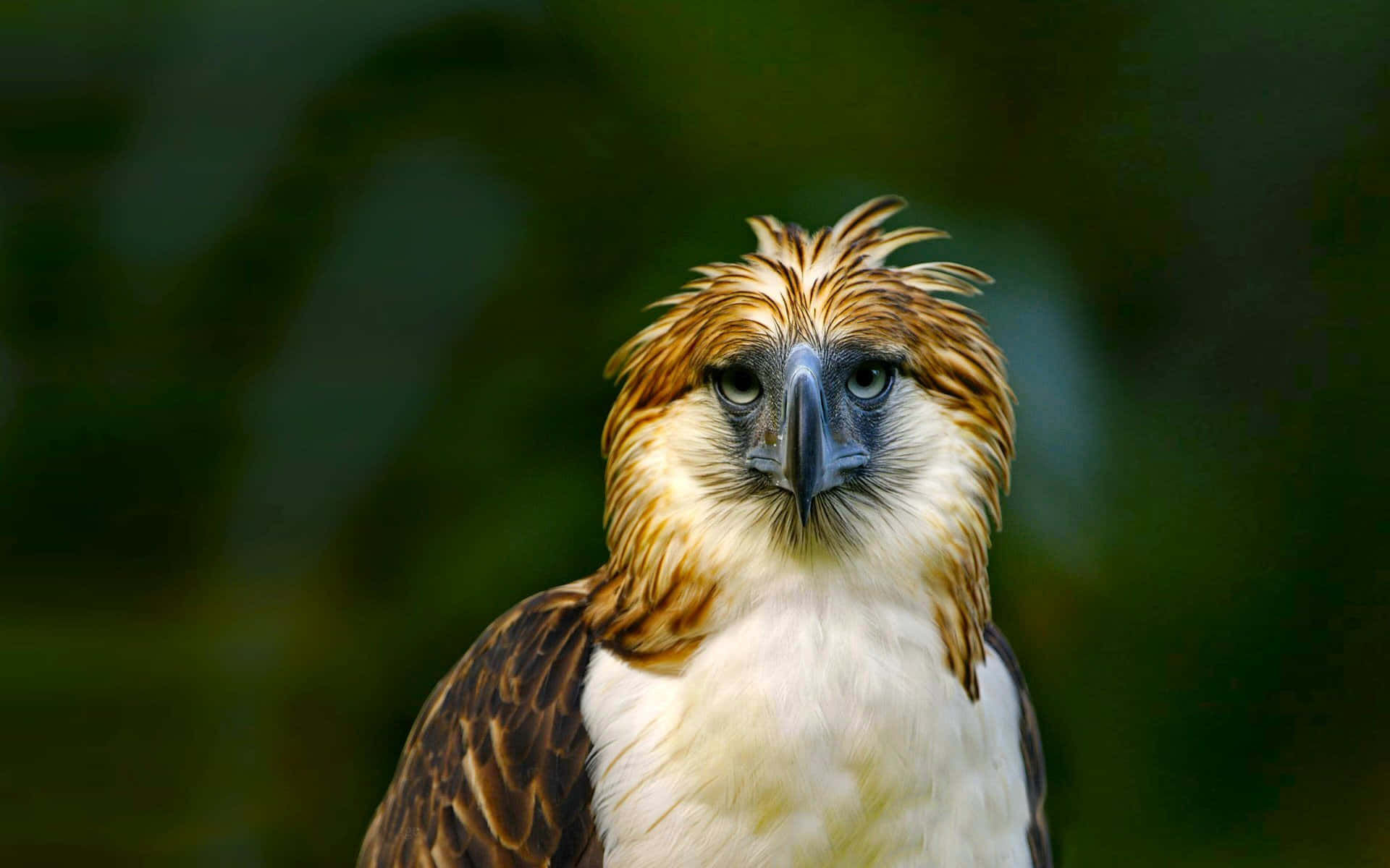 Philippine Eagle Backgrounds
