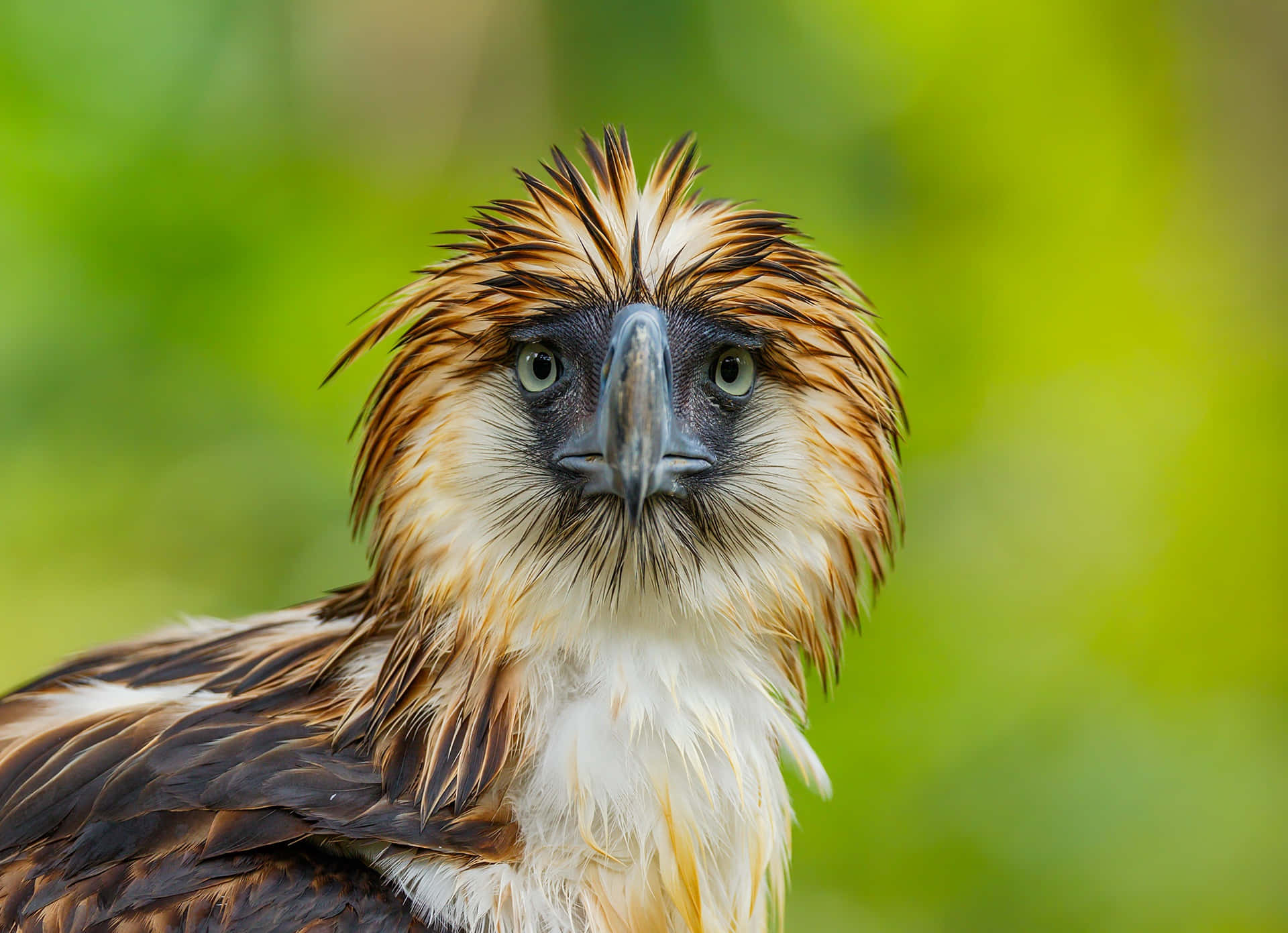 Majestic_ Philippine_ Eagle_ Portrait Background
