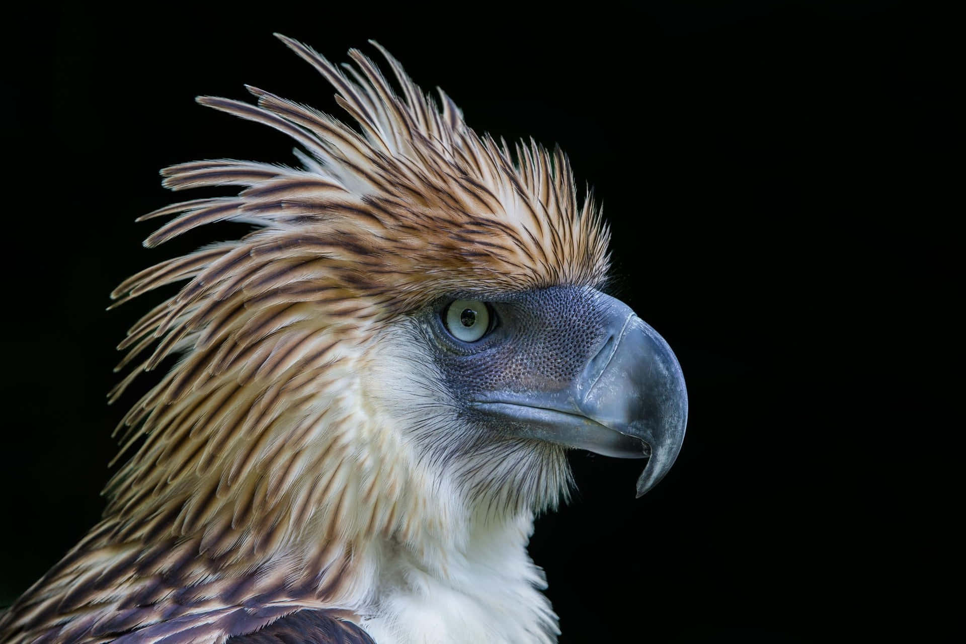 Majestic_ Philippine_ Eagle_ Portrait Background
