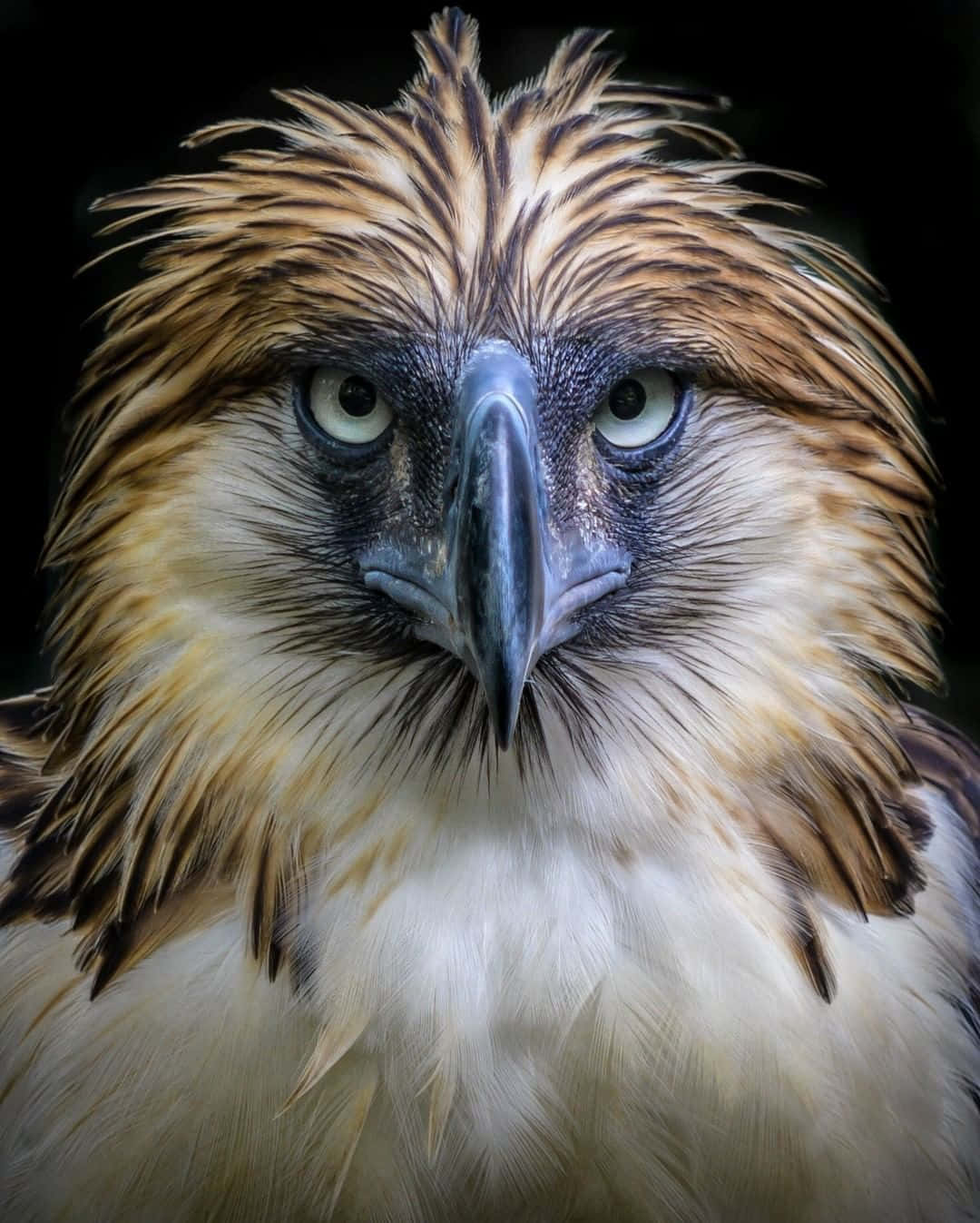 Majestic_ Philippine_ Eagle_ Portrait Background