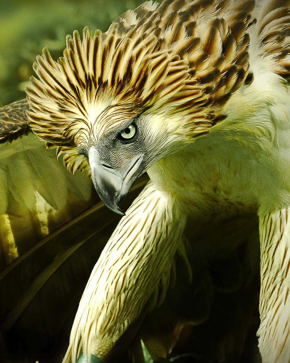Majestic_ Philippine_ Eagle_ Portrait Background
